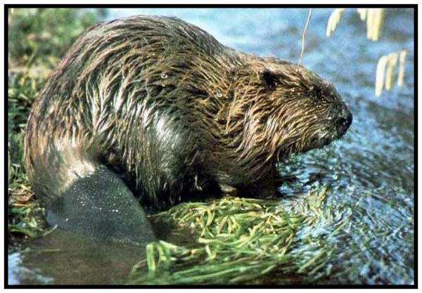 bobr_evropsky.jpg